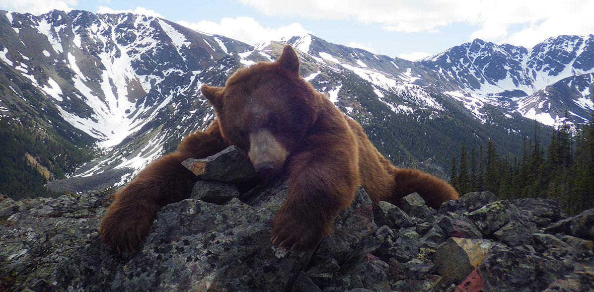 Black Bear Hunts in BC