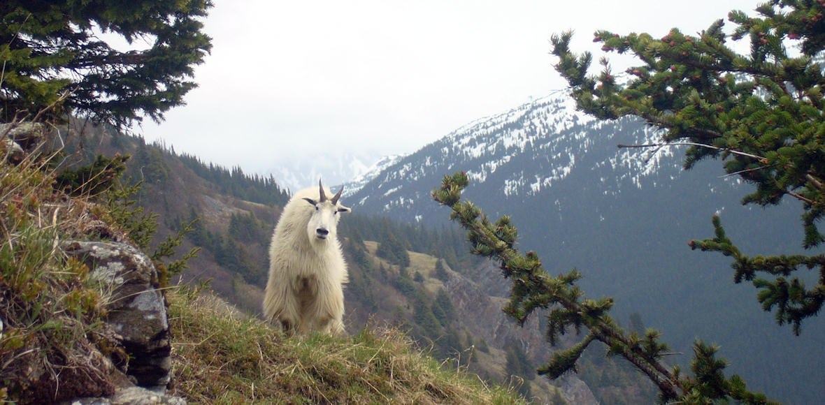 Mountain Goat Hunts in BC