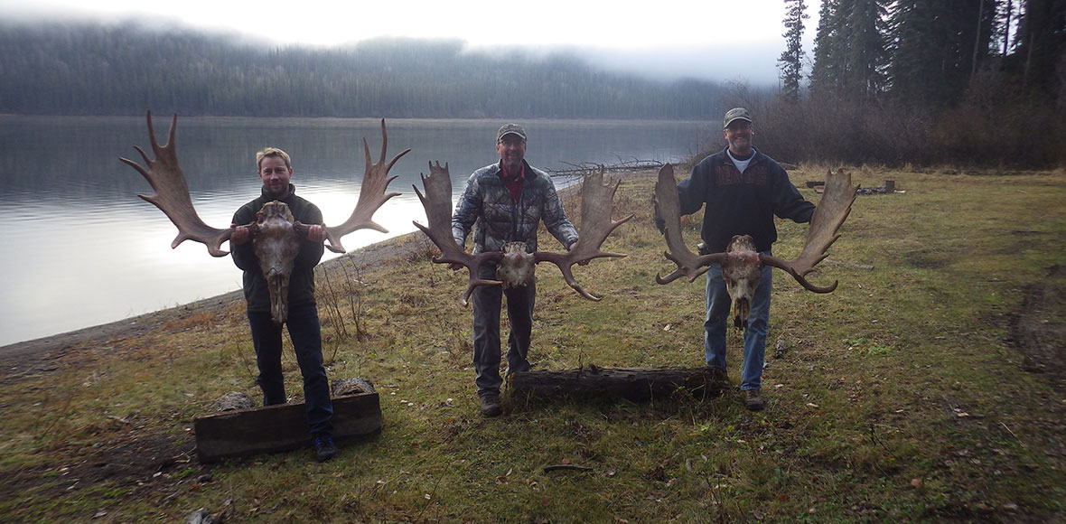 Moose Hunts in BC