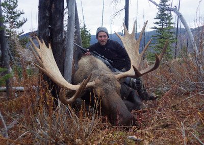 moose1