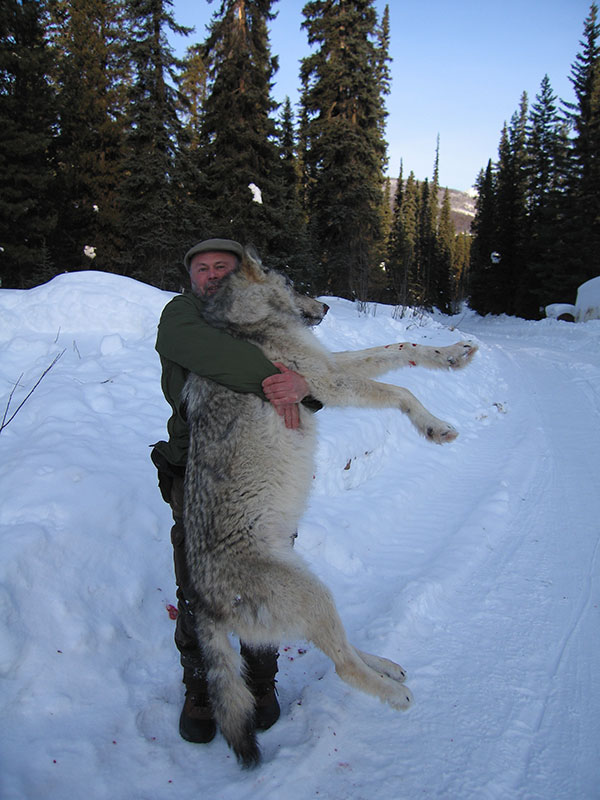 Winter Wolf and Trapline Adventure