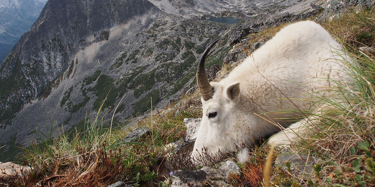 Mountain Goat Hunts in BC