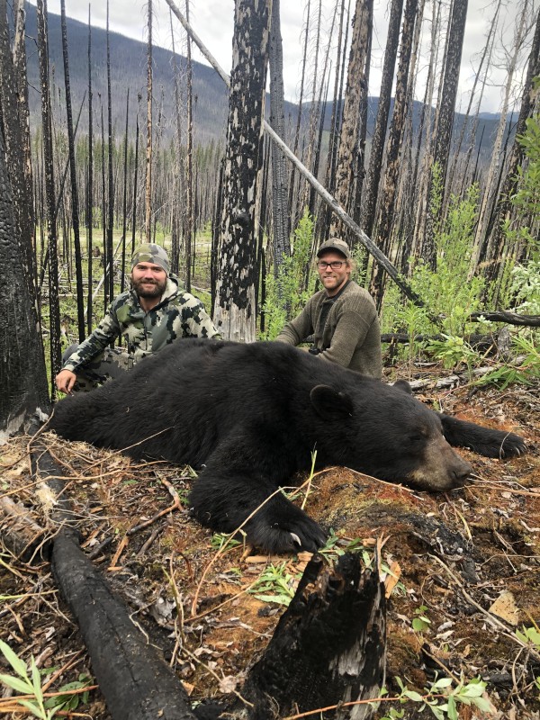 Bear Hunting in BC