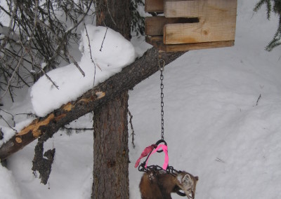 winter trapping 076